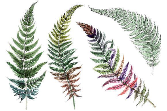 Fern Plant Watercolor: A Designer's Guide to Botanical Clipart