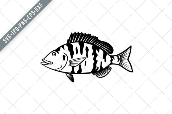 Pigfish Orthopristis Chrysoptera